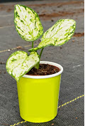 2" Custom Asst: Aglaonema Super White